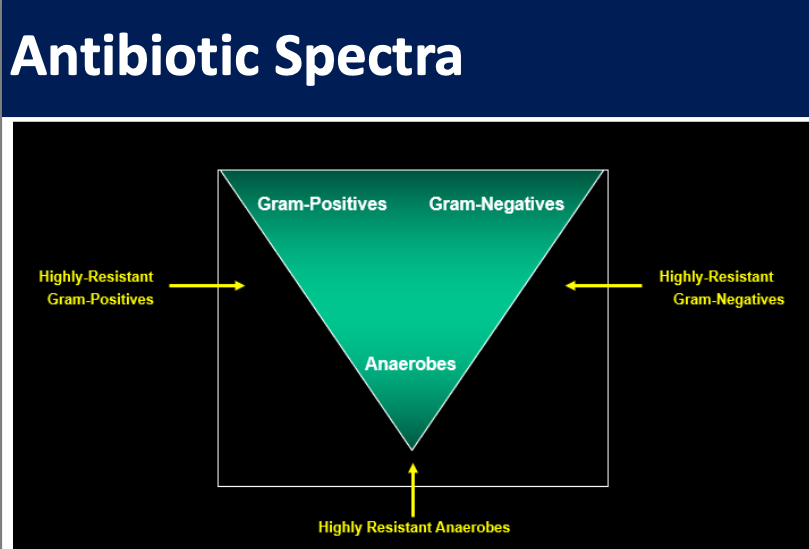 A Novel Approach to Antibiotic Teaching Presentation Image